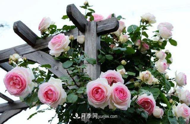 月季好看不好養(yǎng)？選對(duì)15個(gè)月季品種抗性好長(zhǎng)得快(圖2)