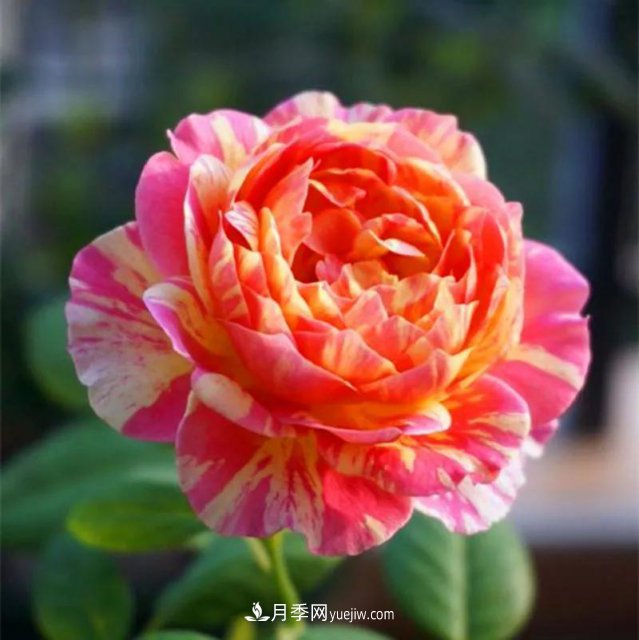 月季好看不好養(yǎng)？選對(duì)15個(gè)月季品種抗性好長(zhǎng)得快(圖4)