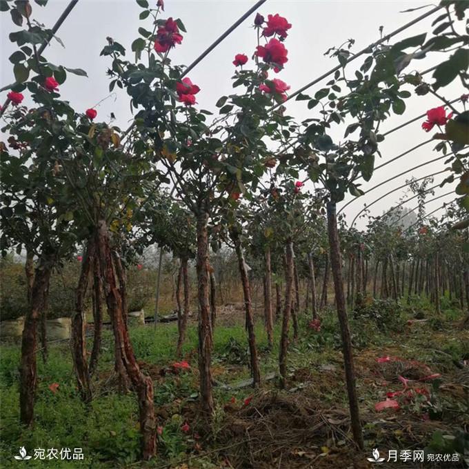 南陽精品月季樹批發(fā)，1-5公分樹狀月季基地直銷(圖2)