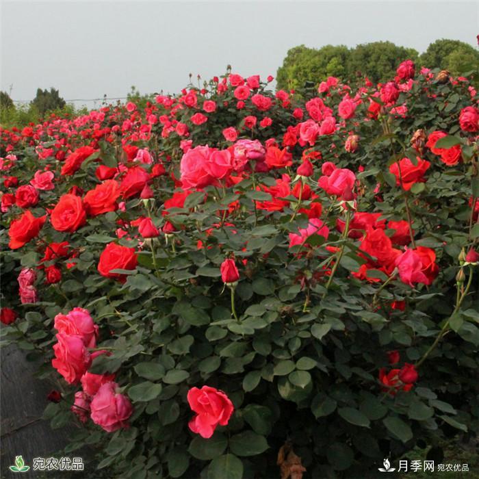 南陽(yáng)月季之鄉(xiāng)樹狀月季產(chǎn)地直銷批發(fā)1-8公分月季樹(圖3)
