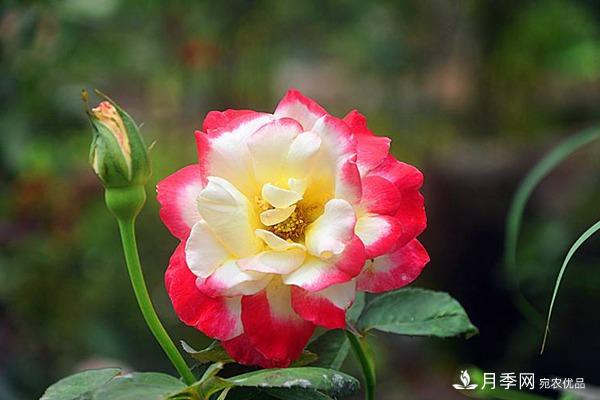養(yǎng)好大花月季到底要有幾個準備工作呢？(圖1)