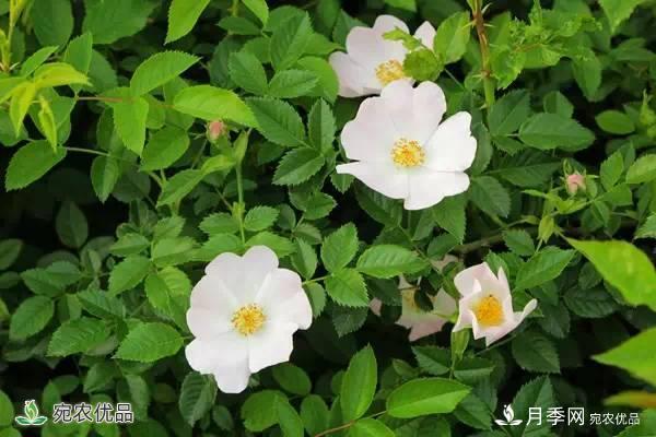 月季，市花之***，東西方的混血美人(圖4)