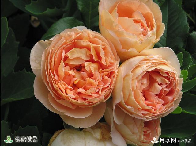 什么月季品種，有果香味濃郁的品種？(圖1)