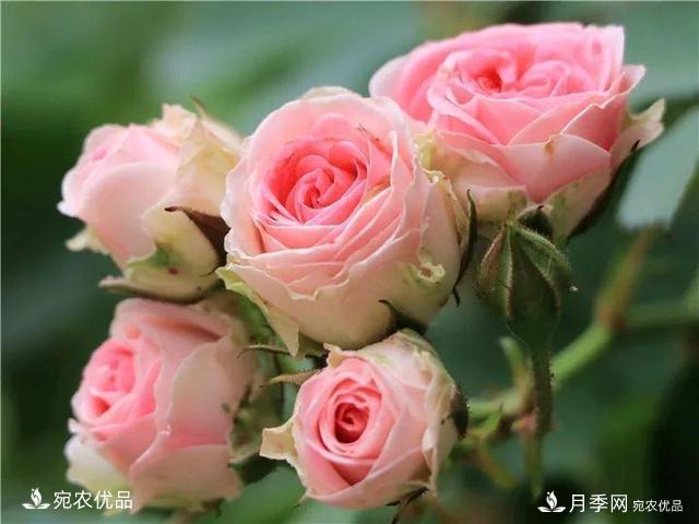 熱門(mén)50種月季花品種展示，每一種養(yǎng)法還不一樣快來(lái)看看！(圖41)