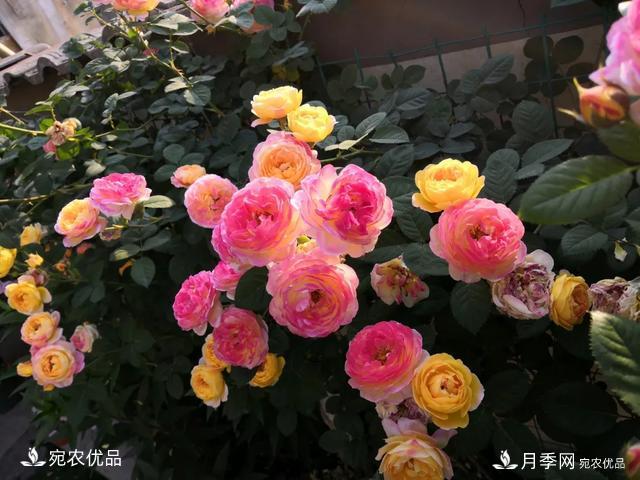 月季冷門小知識，看完發(fā)現(xiàn)原來自己根本不認(rèn)識月季(圖1)