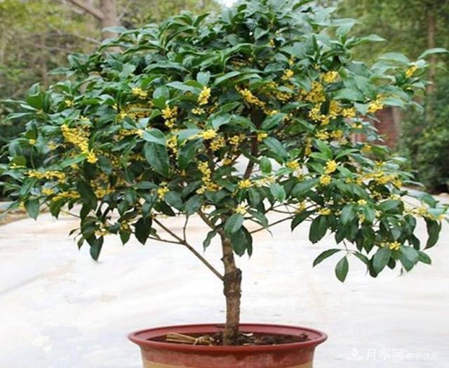 桂花盆栽開花少或不開花，找準(zhǔn)4個(gè)原因來年花開滿樹(圖1)