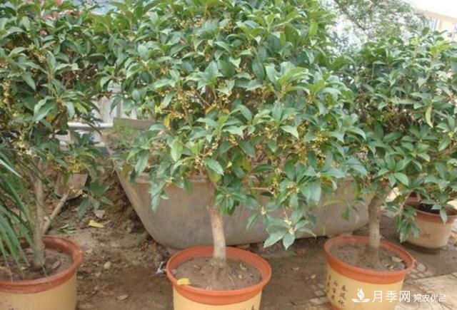 桂花盆栽開花少或不開花，找準(zhǔn)4個(gè)原因來年花開滿樹(圖3)