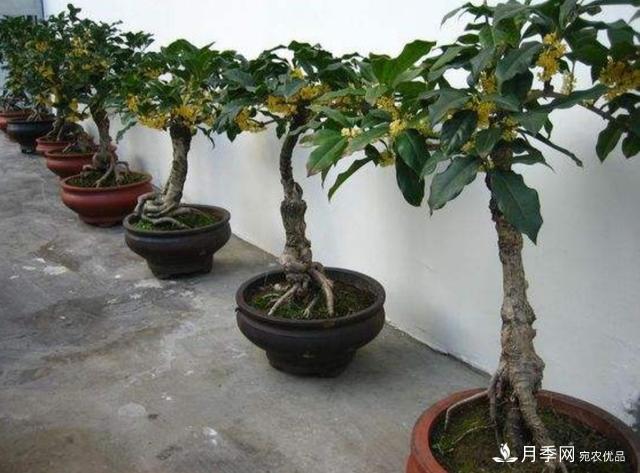 桂花盆栽開花少或不開花，找準(zhǔn)4個(gè)原因來年花開滿樹(圖2)