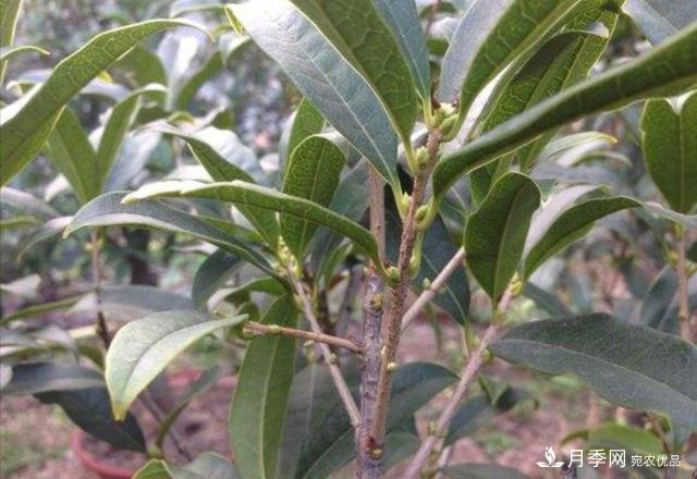 桂花盆栽開花少或不開花，找準(zhǔn)4個(gè)原因來年花開滿樹(圖4)