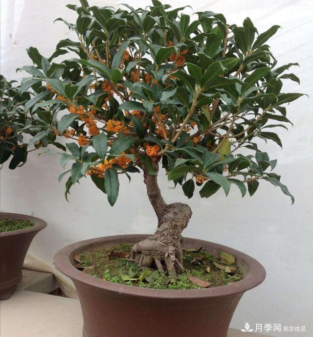 桂花盆栽開花少或不開花，找準(zhǔn)4個(gè)原因來年花開滿樹(圖5)