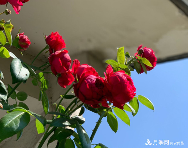 月季夏天會變丑？這8種耐熱月季，越開越好看！(圖2)