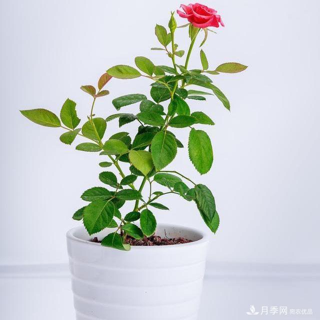 怎么分辨月季的盲枝？月季花盲枝原因以及處理方法(圖2)