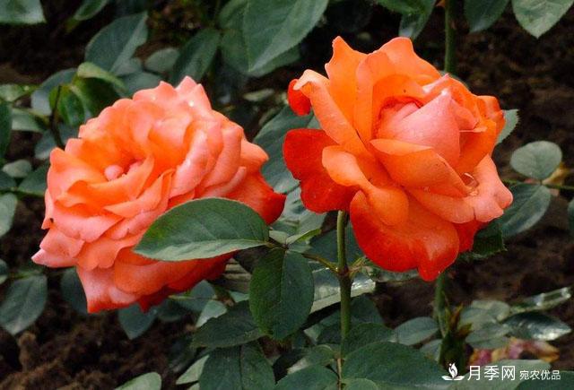 怎么分辨月季的盲枝？月季花盲枝原因以及處理方法(圖1)