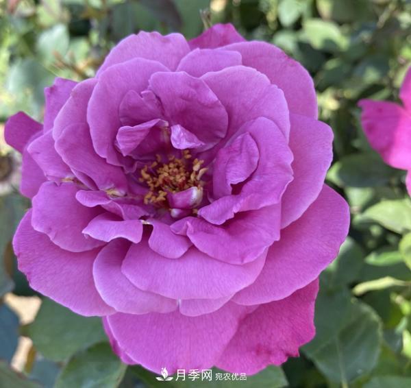 關(guān)于月季花顏色寓意，你不知道的二三事(圖4)
