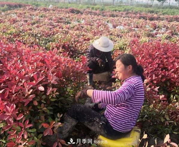 河南潢川紅葉石楠苗木產(chǎn)業(yè)成為脫貧的強引擎(圖1)