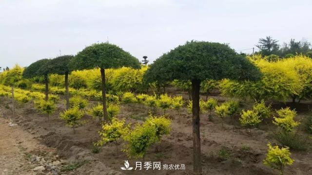 世界金色看中國，說說中國人自己的彩葉樹金葉榆(圖3)