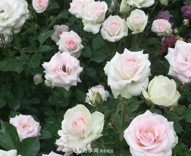北京自主培育月季品種再添4名新成員，還有個(gè)“可愛冰淇淋”(圖1)