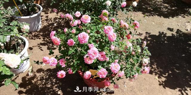 北京自主培育月季品種再添4名新成員，還有個(gè)“可愛冰淇淋”(圖2)