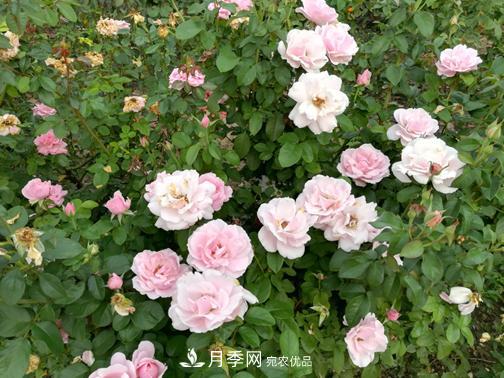 北京自主培育月季品種再添4名新成員，還有個(gè)“可愛冰淇淋”(圖3)