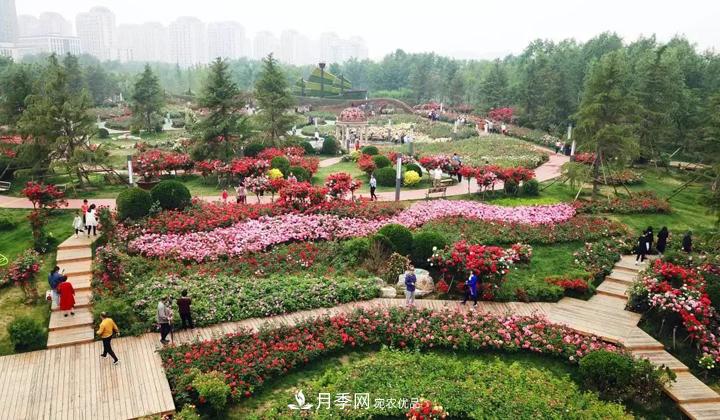提升月季景觀，月季補植為河北廊坊城區(qū)綠化“錦上添花”(圖1)