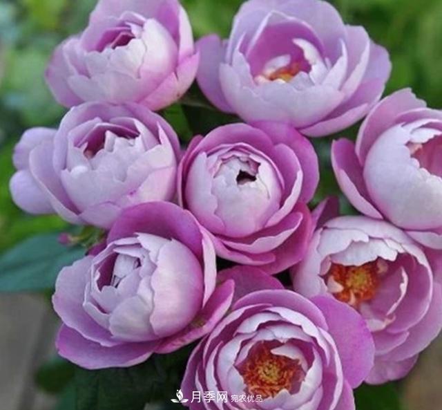 盤點(diǎn)30款又香又好看的月季，讓花園香氣迷人又美麗(圖21)