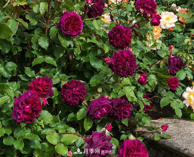 盤點(diǎn)30款又香又好看的月季，讓花園香氣迷人又美麗(圖24)