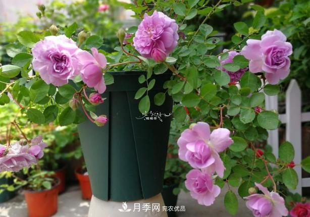 新手買月季花，避開這個(gè)坑，不然會(huì)吃虧(圖3)