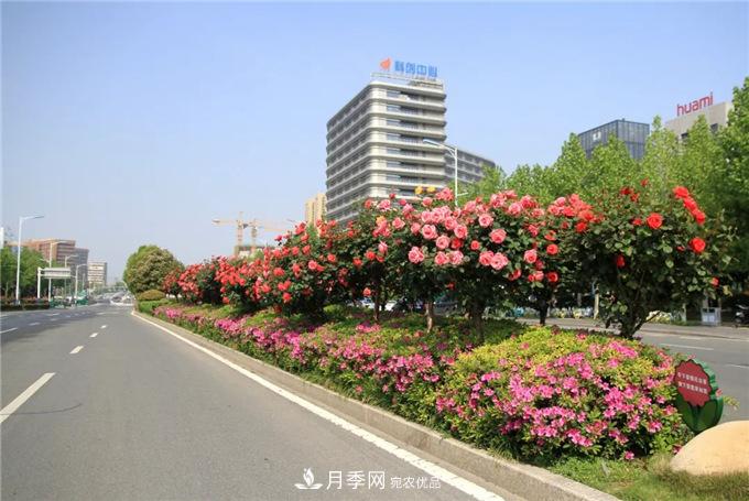 合肥高新區(qū)月季大道華麗亮相，你打卡了嗎？(圖2)