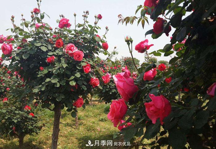月季能活多少年？月季的壽命長嗎？月季樹可達(dá)30年(圖1)