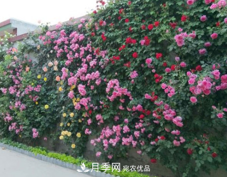 為什么藤本月季價(jià)格差別大？詳細(xì)給你講解分析(圖1)
