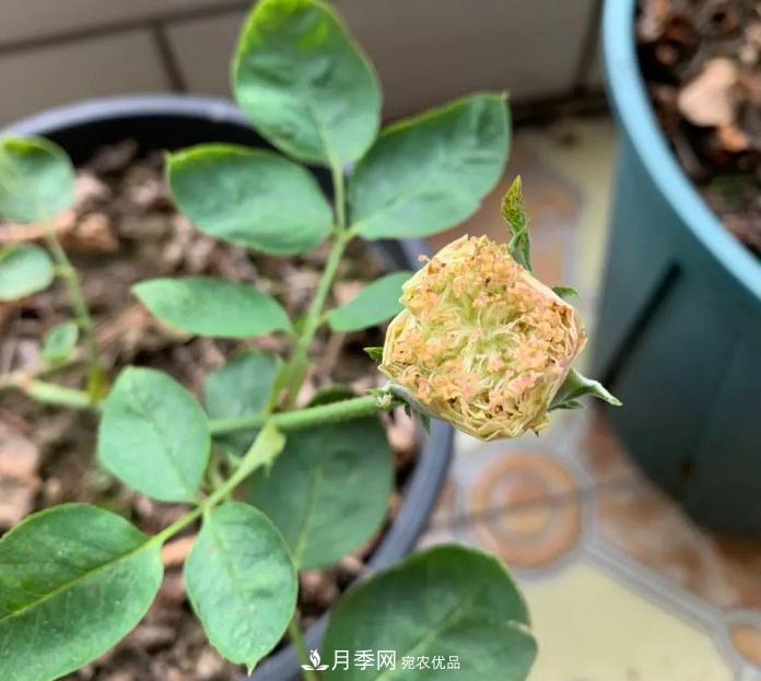 夏天月季需要遮陰嗎？(圖1)