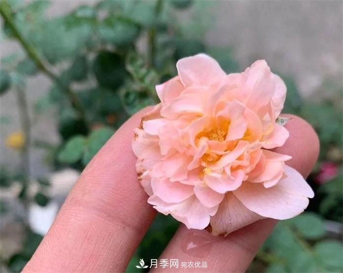 夏天月季需要遮陰嗎？(圖3)