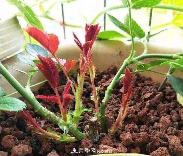 如何讓月季新芽多？4招“促芽”方法，秋天再來(lái)一大波(圖2)