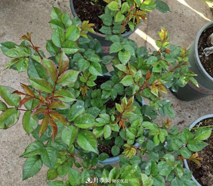 如何讓月季新芽多？4招“促芽”方法，秋天再來(lái)一大波(圖3)
