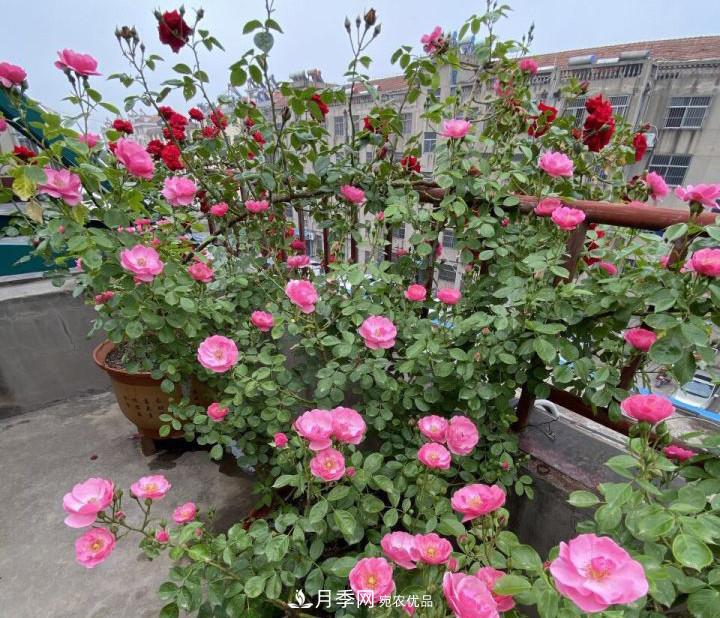 如何讓月季新芽多？4招“促芽”方法，秋天再來(lái)一大波(圖4)
