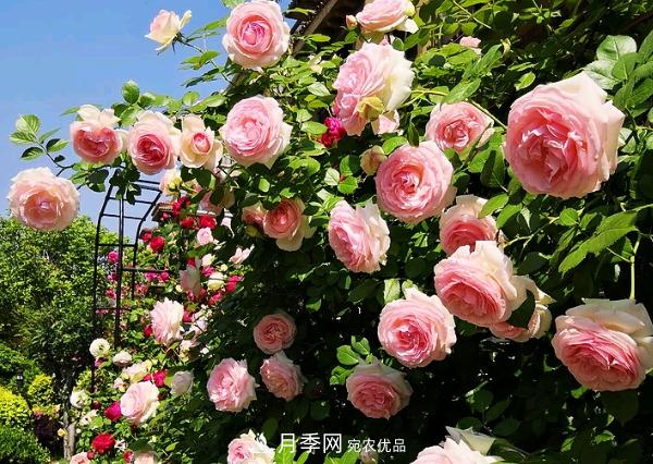 花中皇后，月季花有什么功效與作用？(圖1)