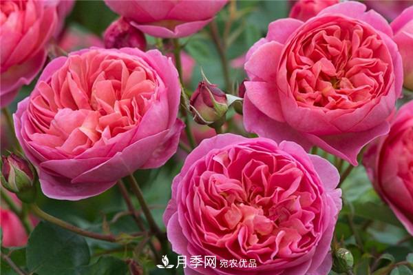 花中皇后，月季花有什么功效與作用？(圖2)
