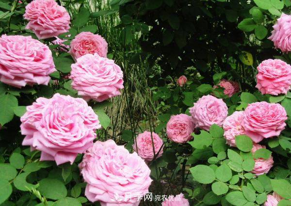 花中皇后，月季花有什么功效與作用？(圖3)
