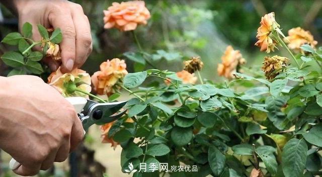 月季修剪有技巧，做好這幾點(diǎn)，花謝了還能開好幾茬(圖1)