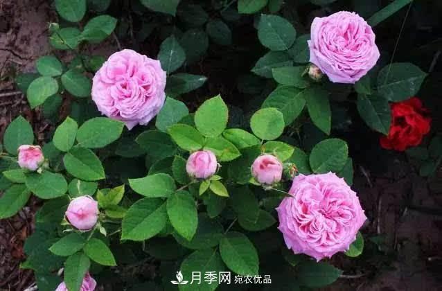 月季修剪有技巧，做好這幾點(diǎn)，花謝了還能開好幾茬(圖2)