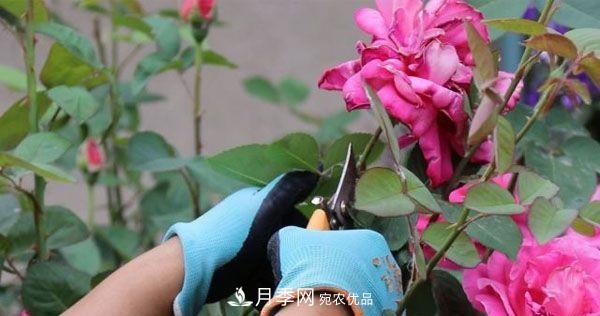 月季修剪有技巧，做好這幾點(diǎn)，花謝了還能開好幾茬(圖3)