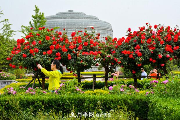 看樹狀月季在城市綠化項(xiàng)目中如何運(yùn)用(圖3)