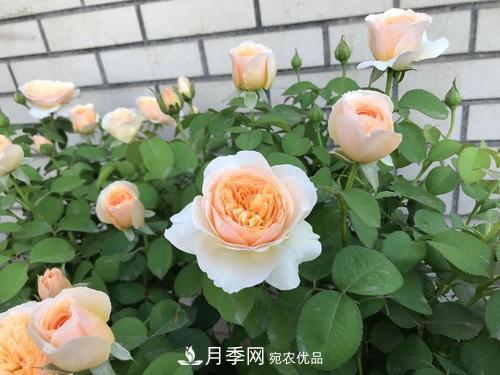月季十死九個(gè)澇，月季澆水詳細(xì)教程在這里！(圖4)