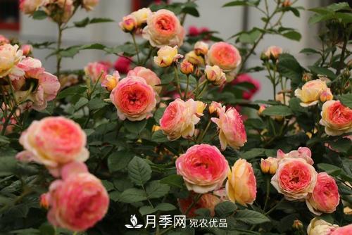 月季十死九個(gè)澇，月季澆水詳細(xì)教程在這里！(圖2)