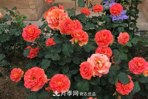 月季十死九個(gè)澇，月季澆水詳細(xì)教程在這里！(圖1)