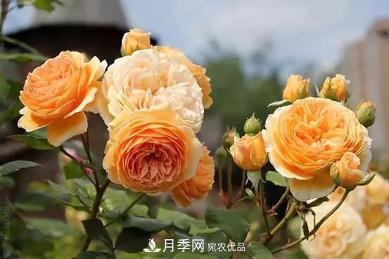 月季品種總結(jié)大全，詳細的月季品種選擇(圖3)