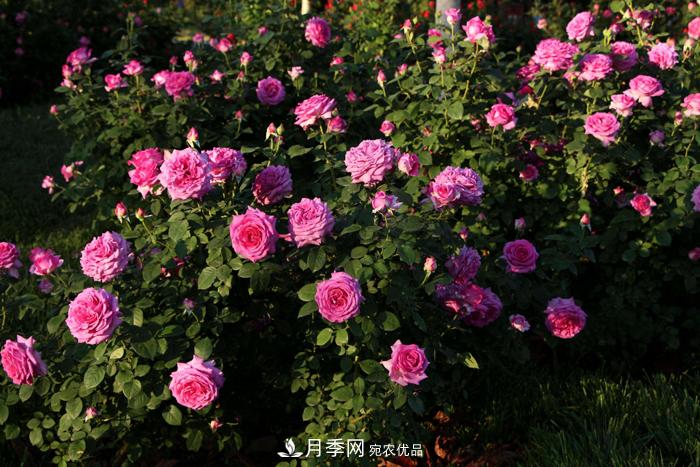 藤本月季多少錢一棵？南陽藤本月季基地報(bào)價(jià)行情分析(圖1)