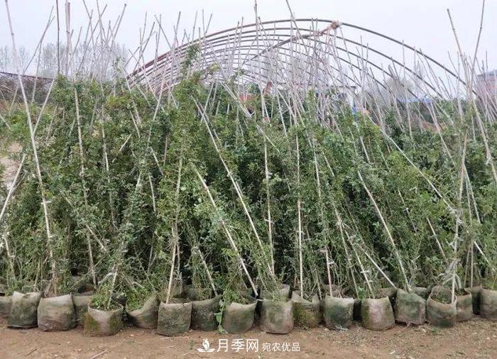 藤本月季多少錢一棵？南陽藤本月季基地報(bào)價(jià)行情分析(圖3)