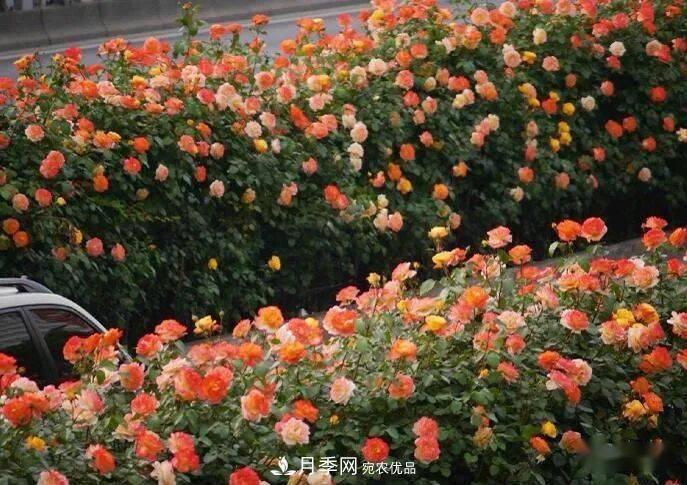 藤本月季多少錢一棵？南陽藤本月季基地報(bào)價(jià)行情分析(圖4)