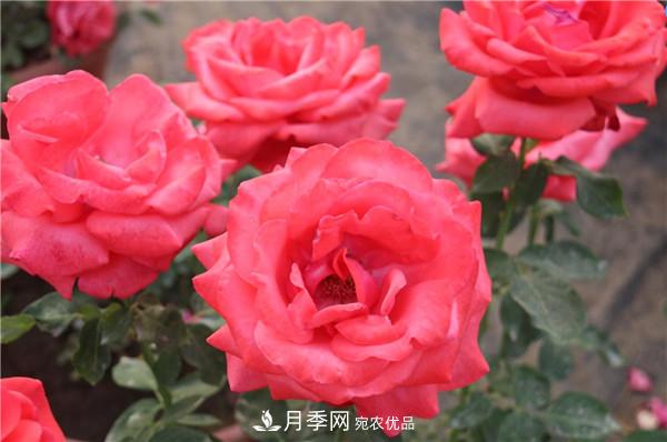 據(jù)說(shuō)大花月季有上萬(wàn)個(gè)品種？大花月季品種大全！(圖3)